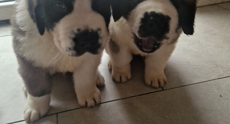 St bernard pups