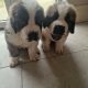 St bernard pups