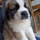St bernard pups