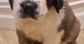St bernard pups