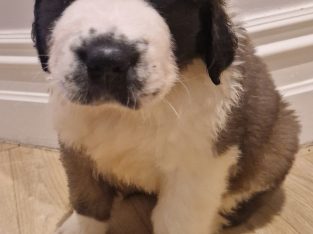 St bernard pups
