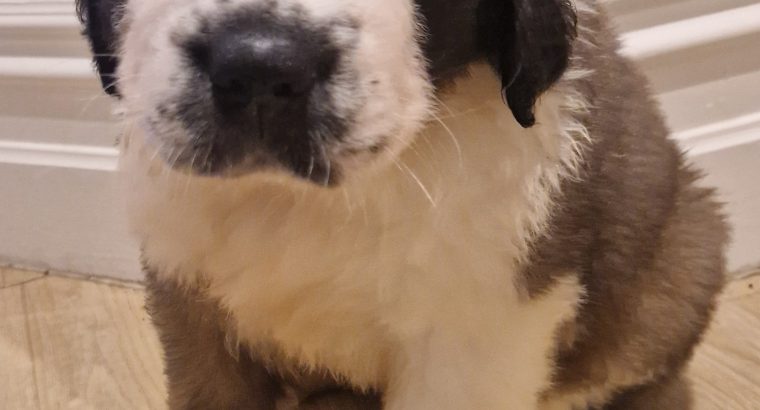 St bernard pups