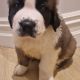 St bernard pups