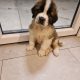 St bernard pups
