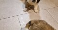 St bernard pups