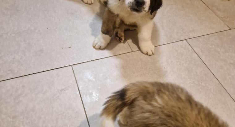 St bernard pups