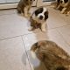 St bernard pups