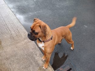 Affectionate Brown Boxer in South Dublin