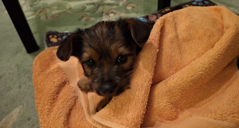 Yorksire Pomeranian mix to rehome