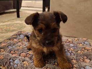 Yorksire Pomeranian mix to rehome