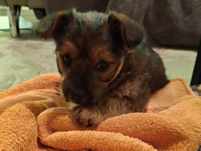 Yorksire Pomeranian mix to rehome