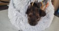 Yorksire Pomeranian mix to rehome