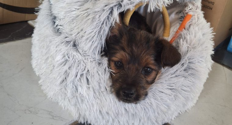 Yorksire Pomeranian mix to rehome