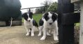 Border Collie Pups for Sale in Kilkenny