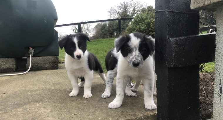 Border Collie Pups for Sale in Kilkenny