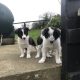 Border Collie Pups for Sale in Kilkenny