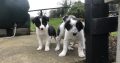 Border Collie Pups for Sale in Kilkenny