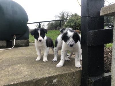Border Collie Pups for Sale in Kilkenny