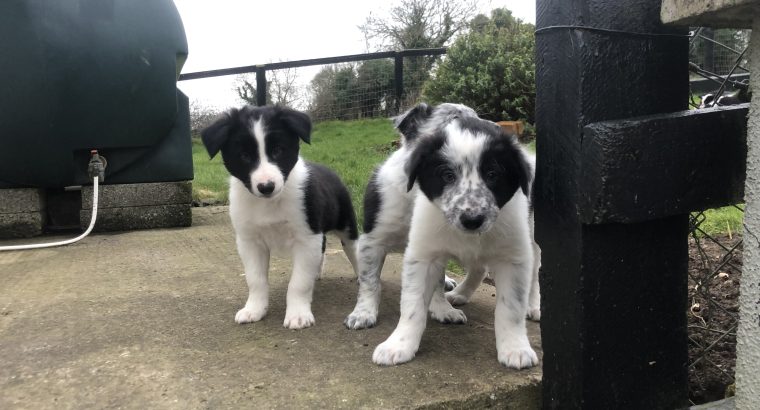 Border Collie Pups for Sale in Kilkenny