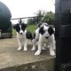 Border Collie Pups for Sale in Kilkenny