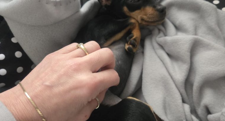 Russian toy terrier female