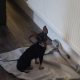 Russian toy terrier female
