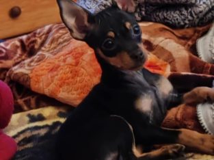 Russian toy terrier female