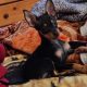Russian toy terrier female