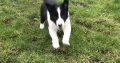 Border Collie Pups for Sale in Kilkenny