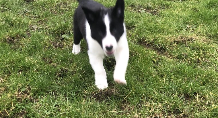 Border Collie Pups for Sale in Kilkenny
