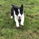 Border Collie Pups for Sale in Kilkenny