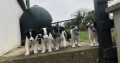 Border Collie Pups for Sale in Kilkenny