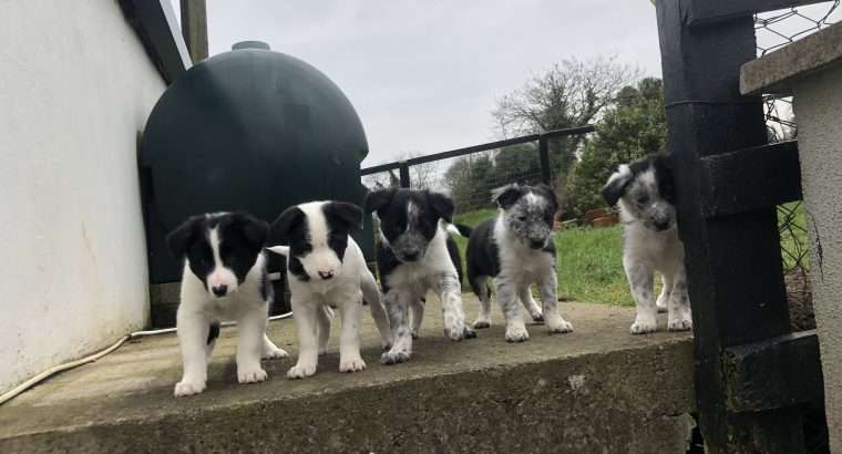 Border Collie Pups for Sale in Kilkenny
