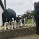 Border Collie Pups for Sale in Kilkenny
