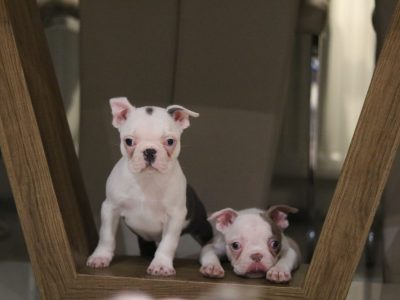 Boston Terrier Puppies for Sale in Blanchardstown
