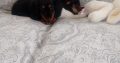 Miniature Dachshund Puppies in Swords – Playful