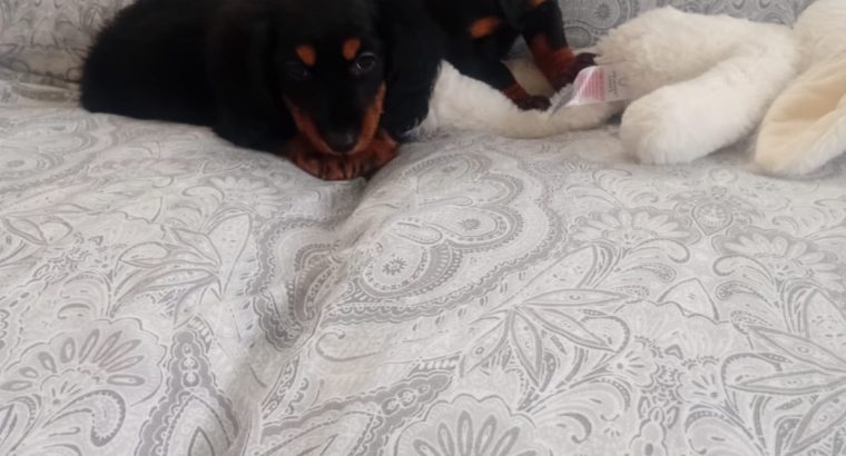Miniature Dachshund Puppies in Swords – Playful