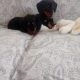 Miniature Dachshund Puppies in Swords – Playful