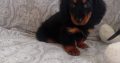 Miniature Dachshund Puppies in Swords – Playful
