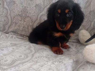 Miniature Dachshund Puppies in Swords – Playful