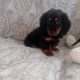 Miniature Dachshund Puppies in Swords – Playful