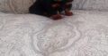 Miniature Dachshund Puppies in Swords – Playful
