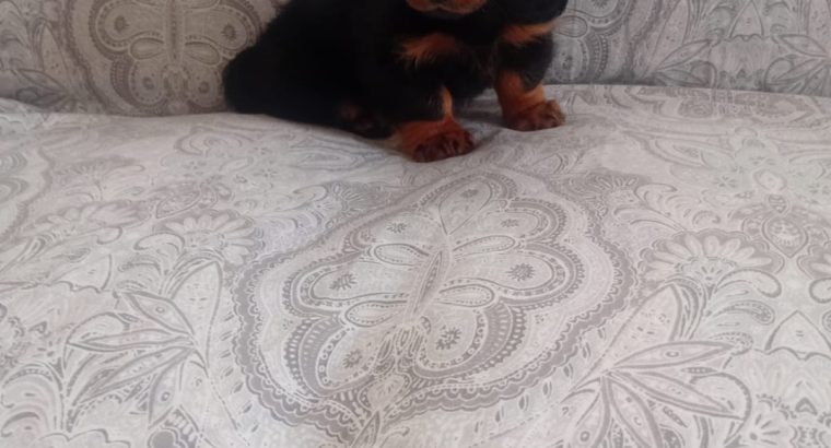 Miniature Dachshund Puppies in Swords – Playful