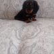 Miniature Dachshund Puppies in Swords – Playful