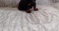 Miniature Dachshund Puppies in Swords – Playful
