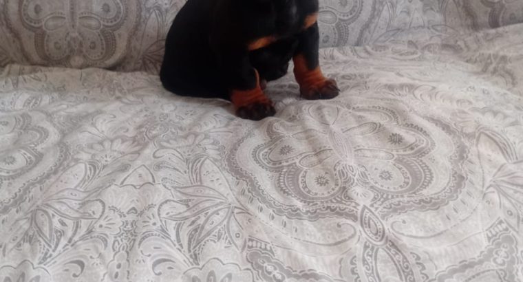 Miniature Dachshund Puppies in Swords – Playful