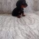 Miniature Dachshund Puppies in Swords – Playful