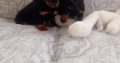 Miniature Dachshund Puppies in Swords – Playful