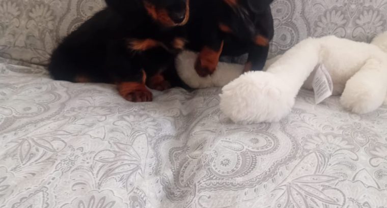Miniature Dachshund Puppies in Swords – Playful