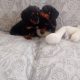 Miniature Dachshund Puppies in Swords – Playful